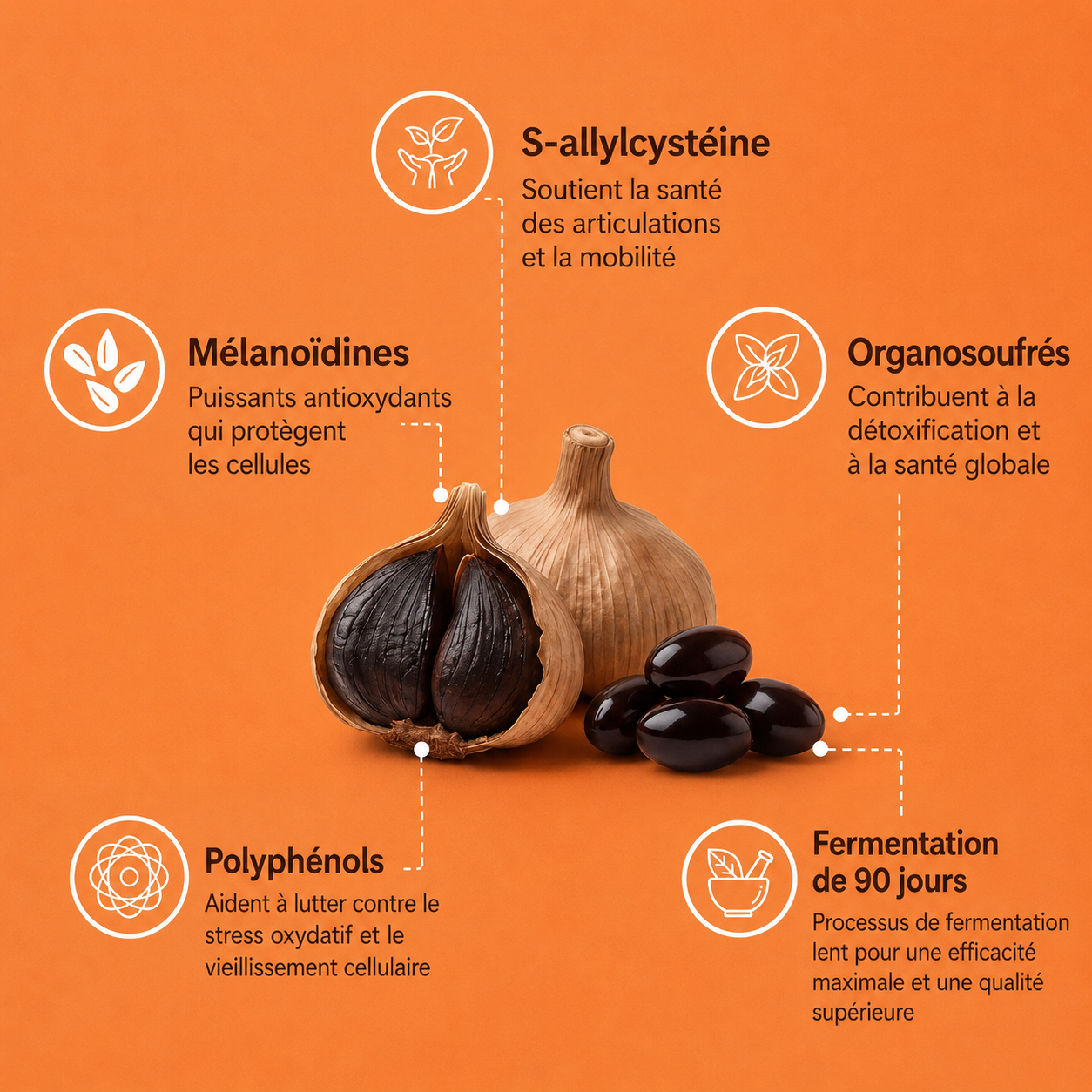 Lumovia: Fermented Black Garlic Restoration Protocol